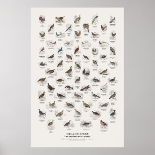 Póster Aves de tierras altas - Biblioteca del naturalista