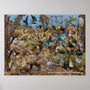 Póster Aves de Traspatio del Sur de California
