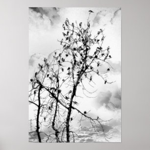 Póster Aves de una pluma