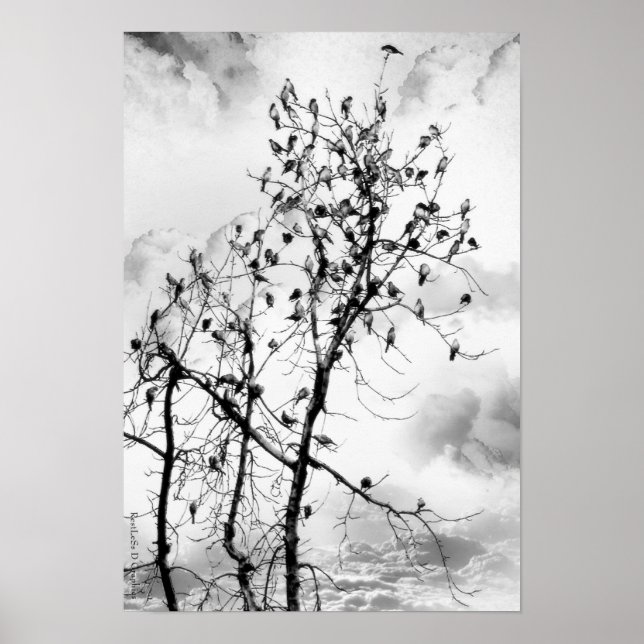 Póster Aves de una pluma (Frente)