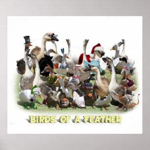 Póster Aves de una pluma