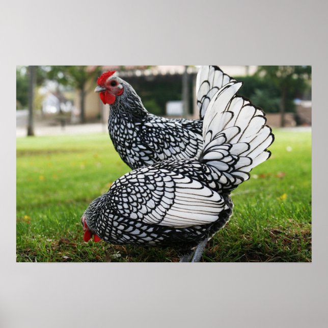 Póster "Aves de una pluma" (Frente)