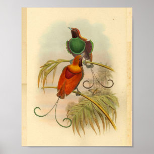 Póster Aves del paraíso Pájaro Verde Rojo Vintage