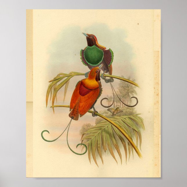 Póster Aves del paraíso Pájaro Verde Rojo Vintage (Frente)