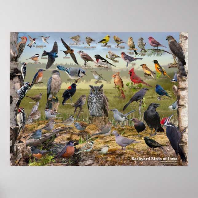 Póster Aves del patio trasero de Iowa (Frente)
