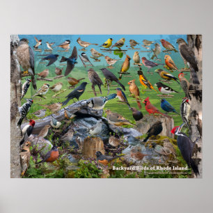 Póster Aves del patio trasero de la isla Rhode