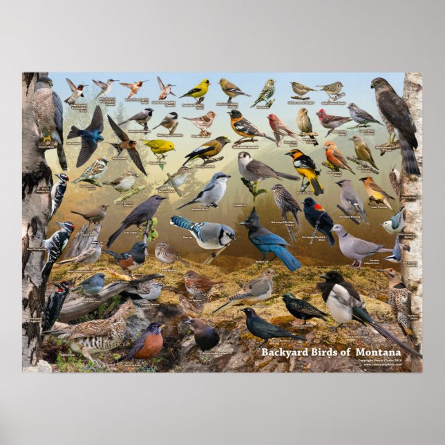 Póster Aves del patio trasero de Montana (Frente)