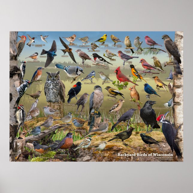 Póster Aves del patio trasero de Wisconsin (Frente)