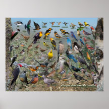 Aves del patio trasero del interior de BC