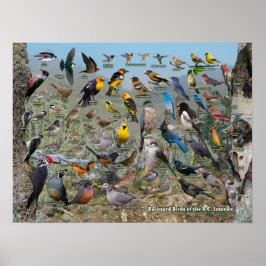 Póster Aves del patio trasero del interior de BC