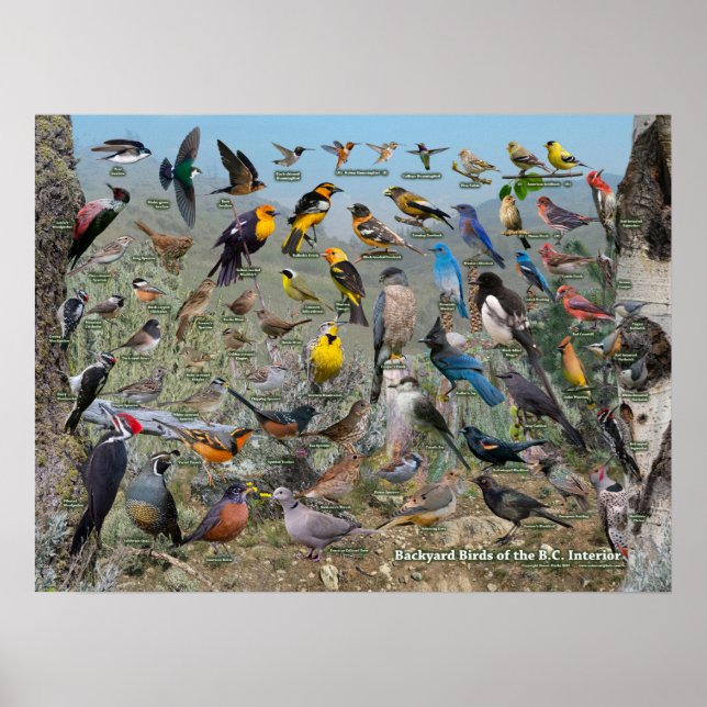 Póster Aves del patio trasero del interior de BC (Frente)