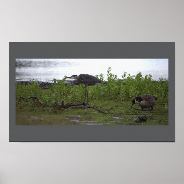 Póster Aves del Poster del Agua (Frente)