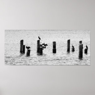 Póster Aves del Puerto de Boston