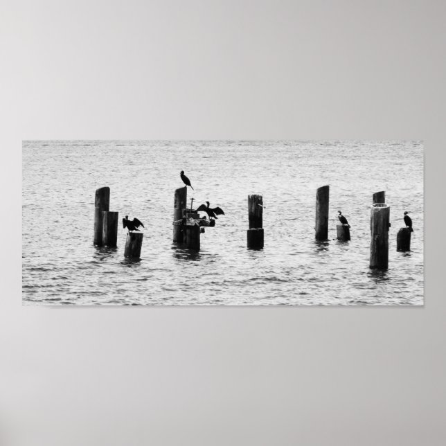 Póster Aves del Puerto de Boston (Frente)