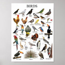 Póster Aves educacionales