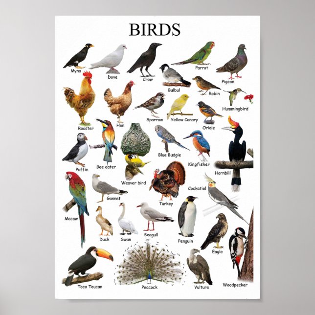 Póster Aves educacionales (Frente)