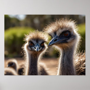 Póster Aves Emu