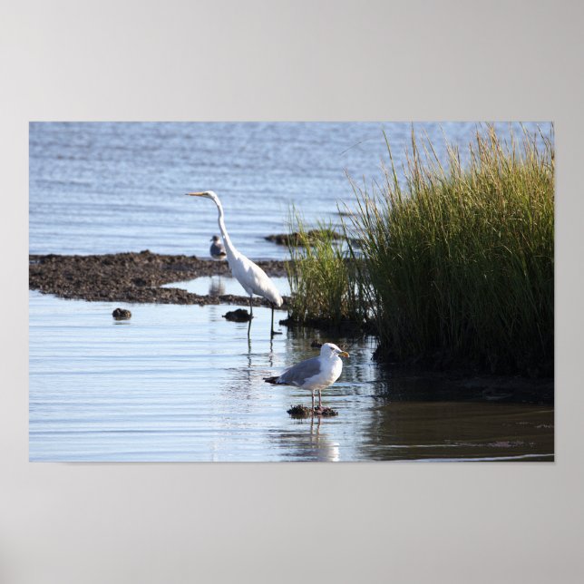 Póster Aves en el Poster del agua (Frente)