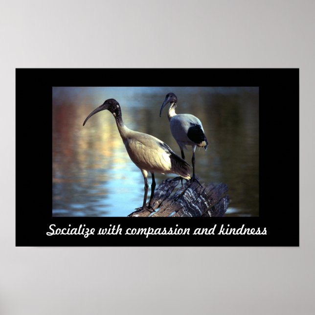 Póster Aves en el registro (Frente)