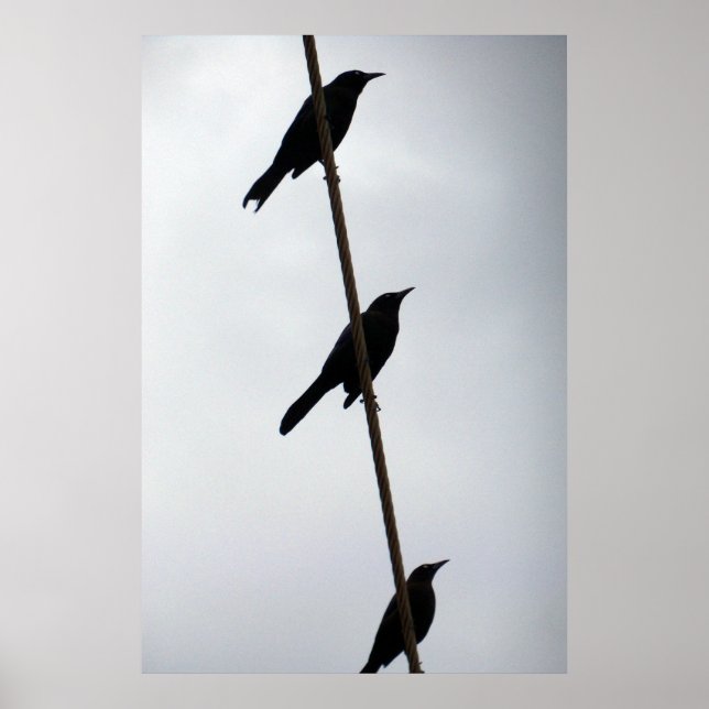 Póster Aves en un alambre de púas en una fotografía poste (Frente)