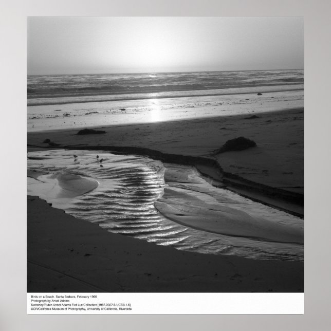 Póster Aves en una playa, Santa Bárbara, 1966 (Frente)