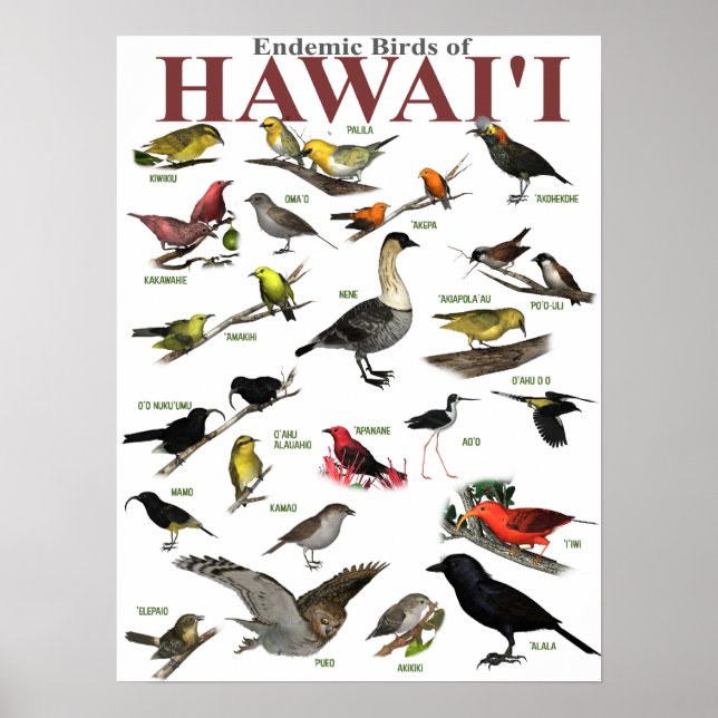 Póster Aves endémicas de Hawai'i (Frente)