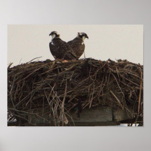 Póster Aves esparcidas en Poster de nido