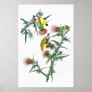 Póster Aves estadounidenses de Goldfinch John Audubon