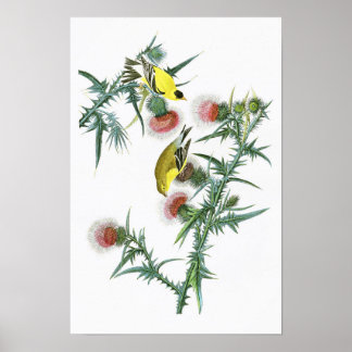 Póster Aves estadounidenses de Goldfinch John Audubon