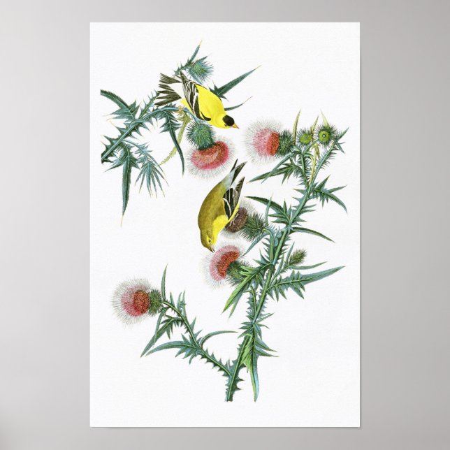 Póster Aves estadounidenses de Goldfinch John Audubon (Frente)