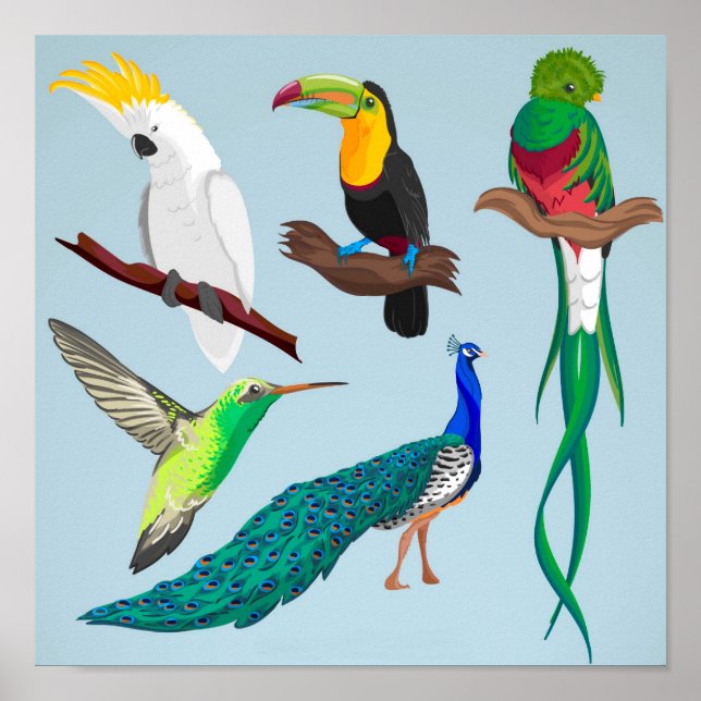 Póster Aves Exóticas (Frente)