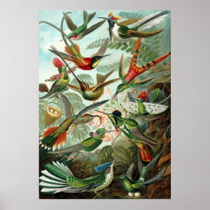 Póster Aves Haeckel