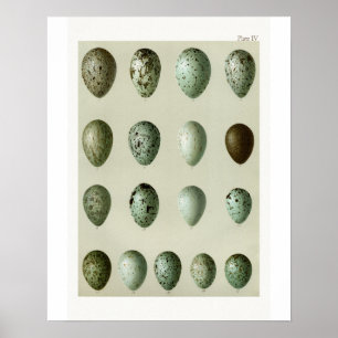 Póster Aves Huevos