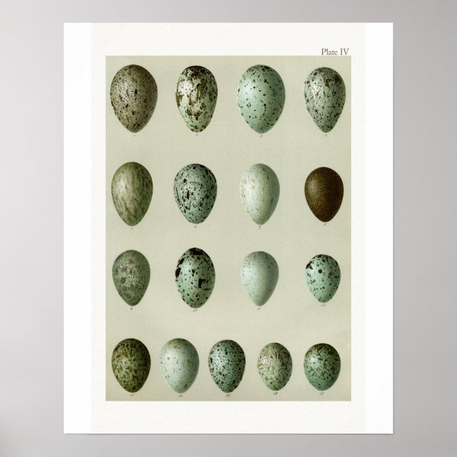Póster Aves Huevos (Frente)