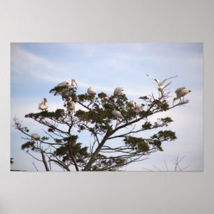 Póster Aves Ibis en Poster de árbol