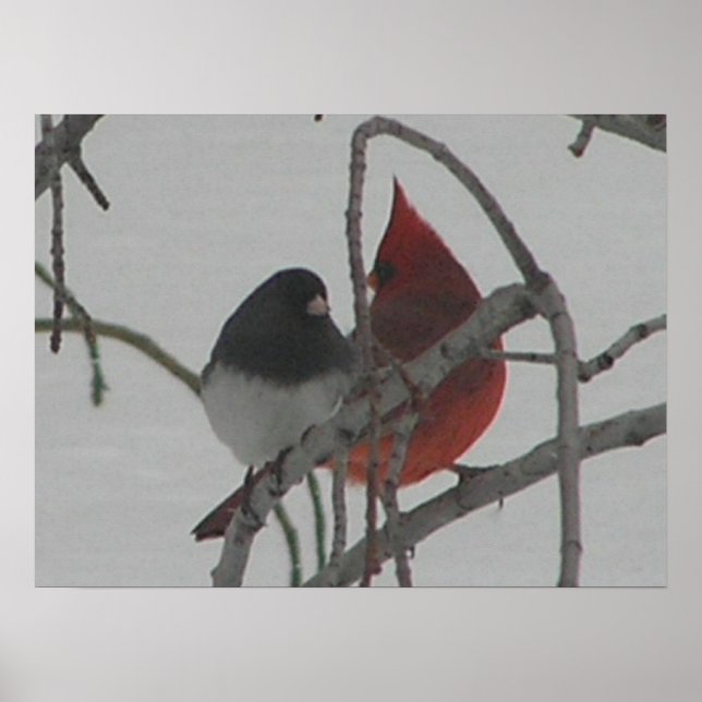 Póster Aves Impares (Frente)