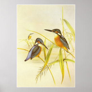 Póster Aves Kingfisher Vintage