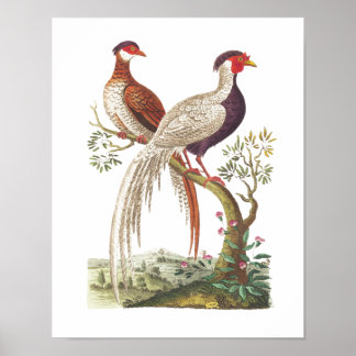 Póster Aves Linnaeus - faisanes chinos