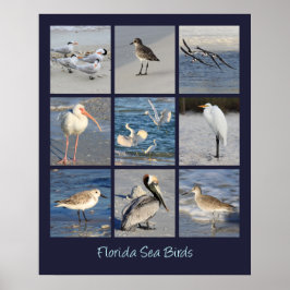 Póster Aves marinas de Florida