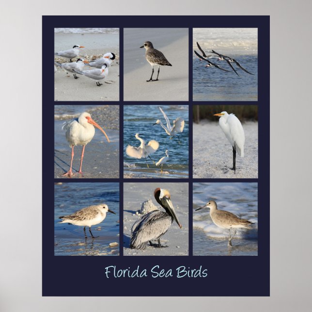 Póster Aves marinas de Florida (Frente)