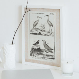 Póster Aves marinas de grabado de vintage - ibis de Gull 
