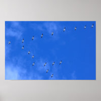 Aves Migratorias