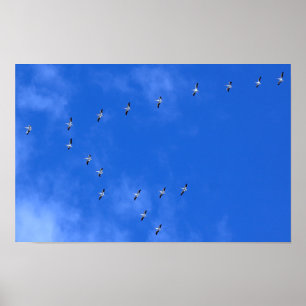 Póster Aves Migratorias