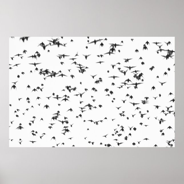 PÓSTER AVES NEGRAS VOLANDO EN EL CIELO (Frente)