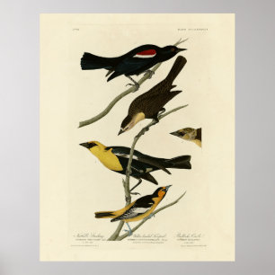 Póster Aves negras y oriole, aves de América de Audubon