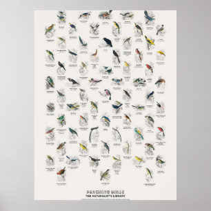 Póster Aves Perchadoras - Biblioteca del Naturalista