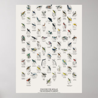 Póster Aves Perchadoras - Biblioteca del Naturalista