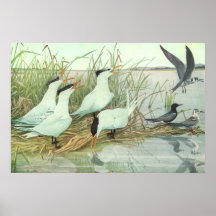 Aves playeras vintage en una marisma de Louis Fuer