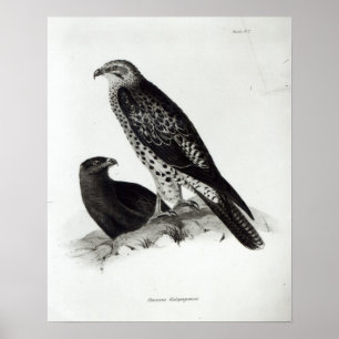 Póster Aves rapaces