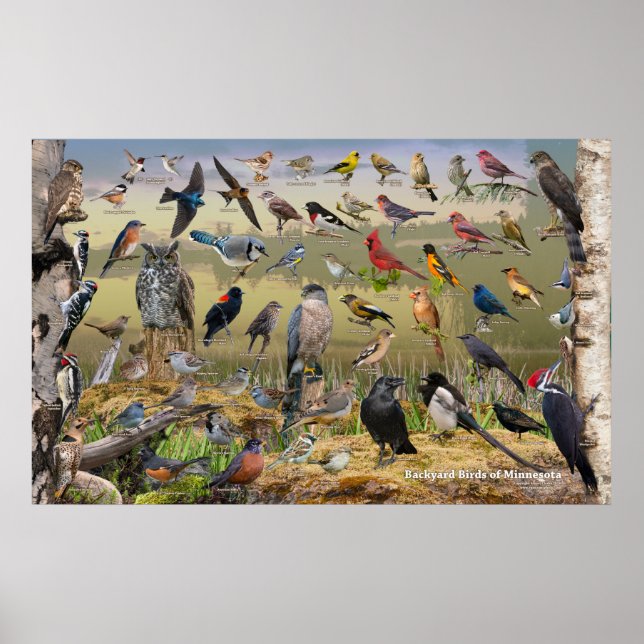Póster Aves traseras de Minnesota (Frente)